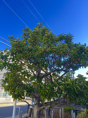 201512100101.jpg