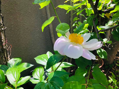 blog_201905050102.jpg