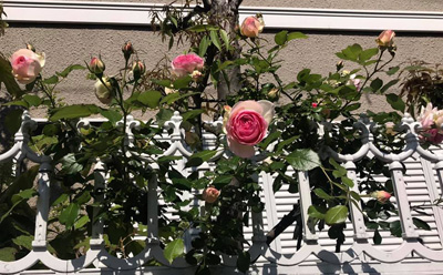 blog_201905110104.jpg