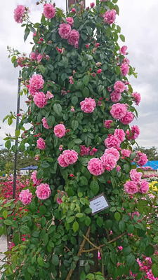 blog_201905200101.jpg