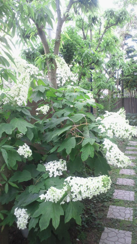 あじさいの花の満開の下で