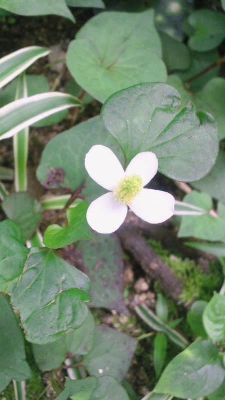 ドクダミの花もいっぱい