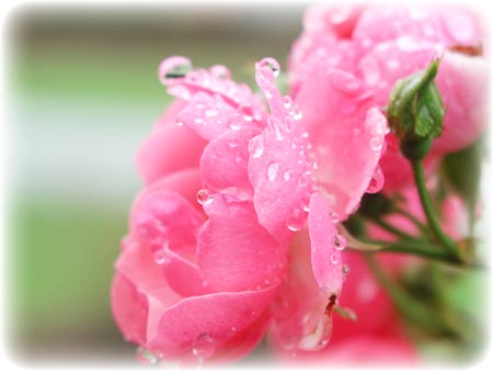 薔薇と雨