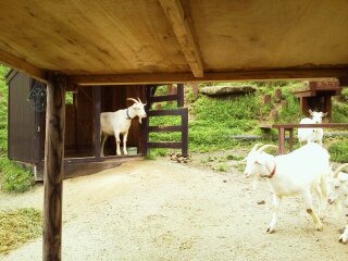 旭山動物園2