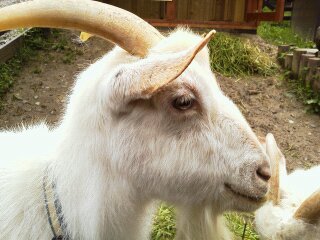 旭山動物園