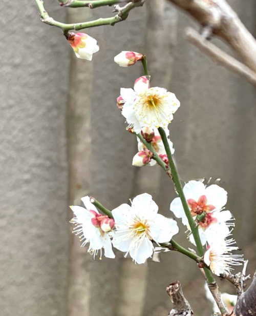 白梅の花　２月８日