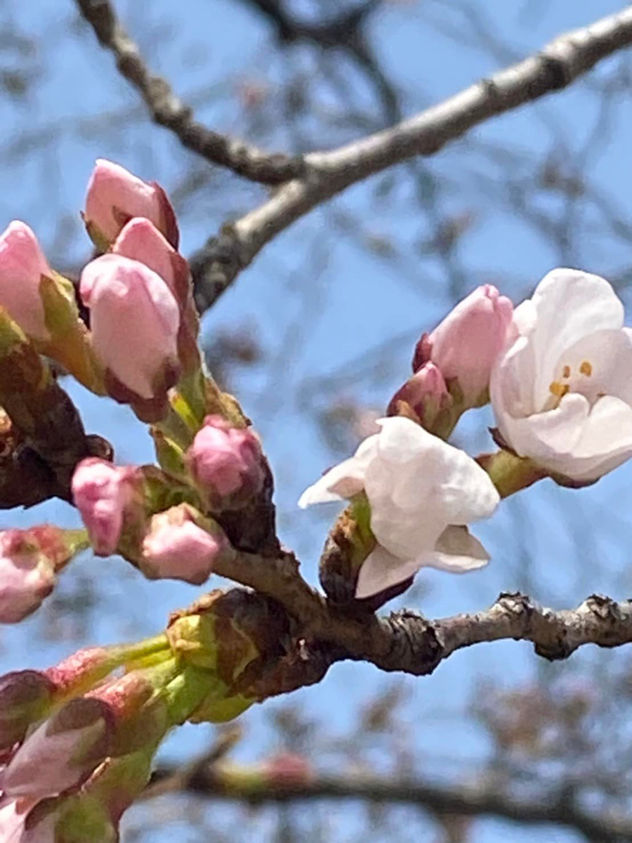 桜が一気に　３月２５日