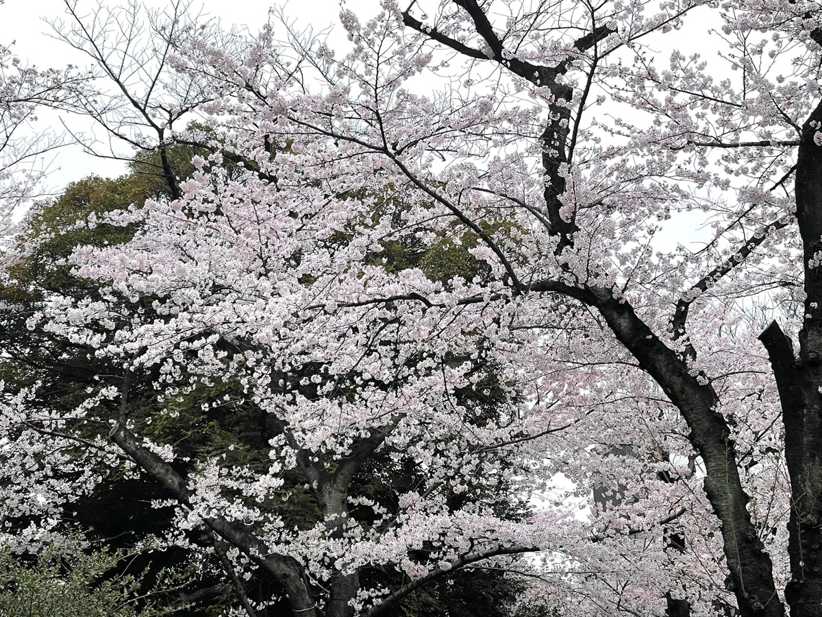 千鳥ヶ淵の桜　３月２９日