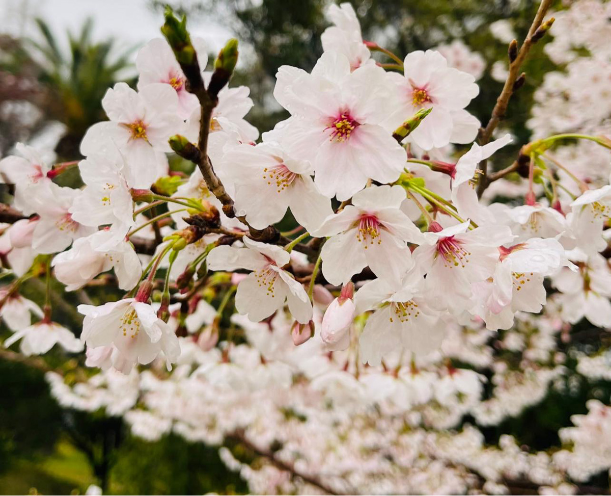 堺、土居川公園の桜　３月３１日
