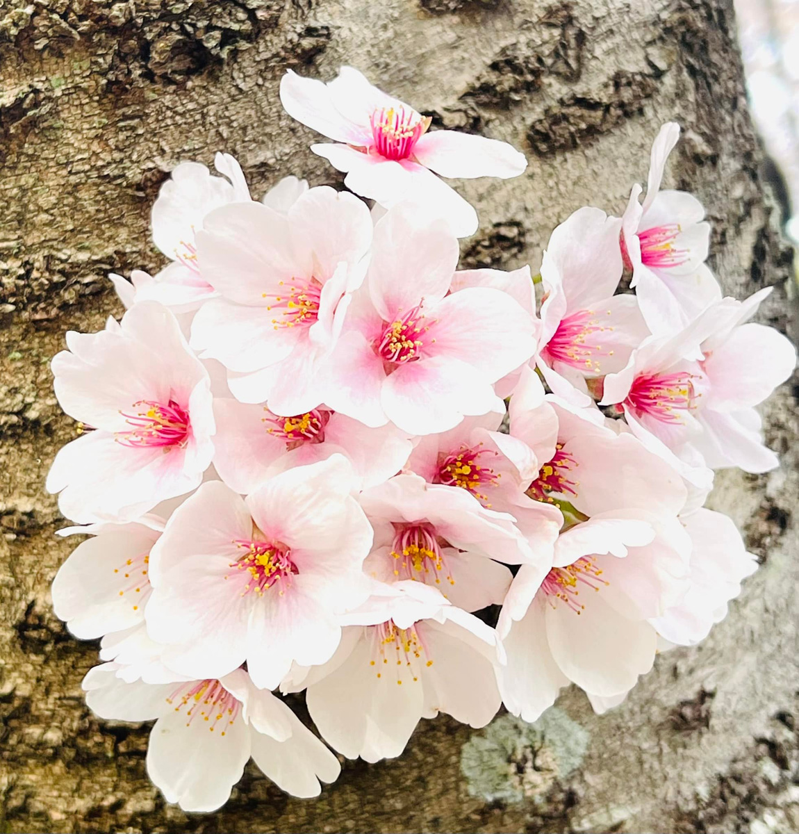 空いっぱいの桜＠大泉緑地　４月２日