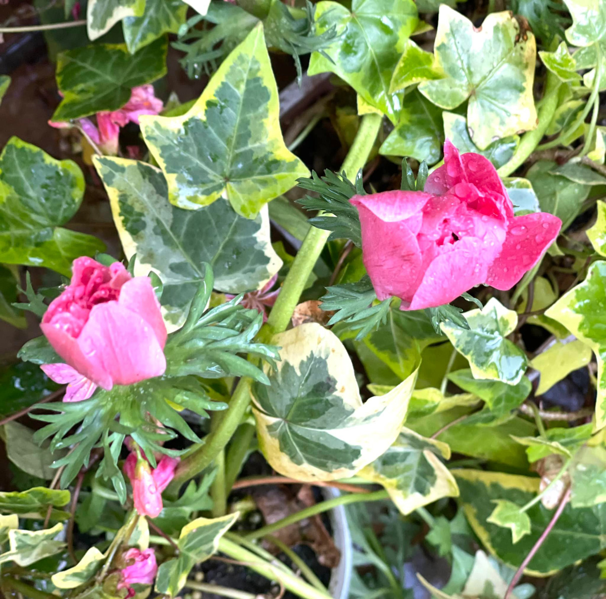 水撒きと花と友の本と　４月１０日