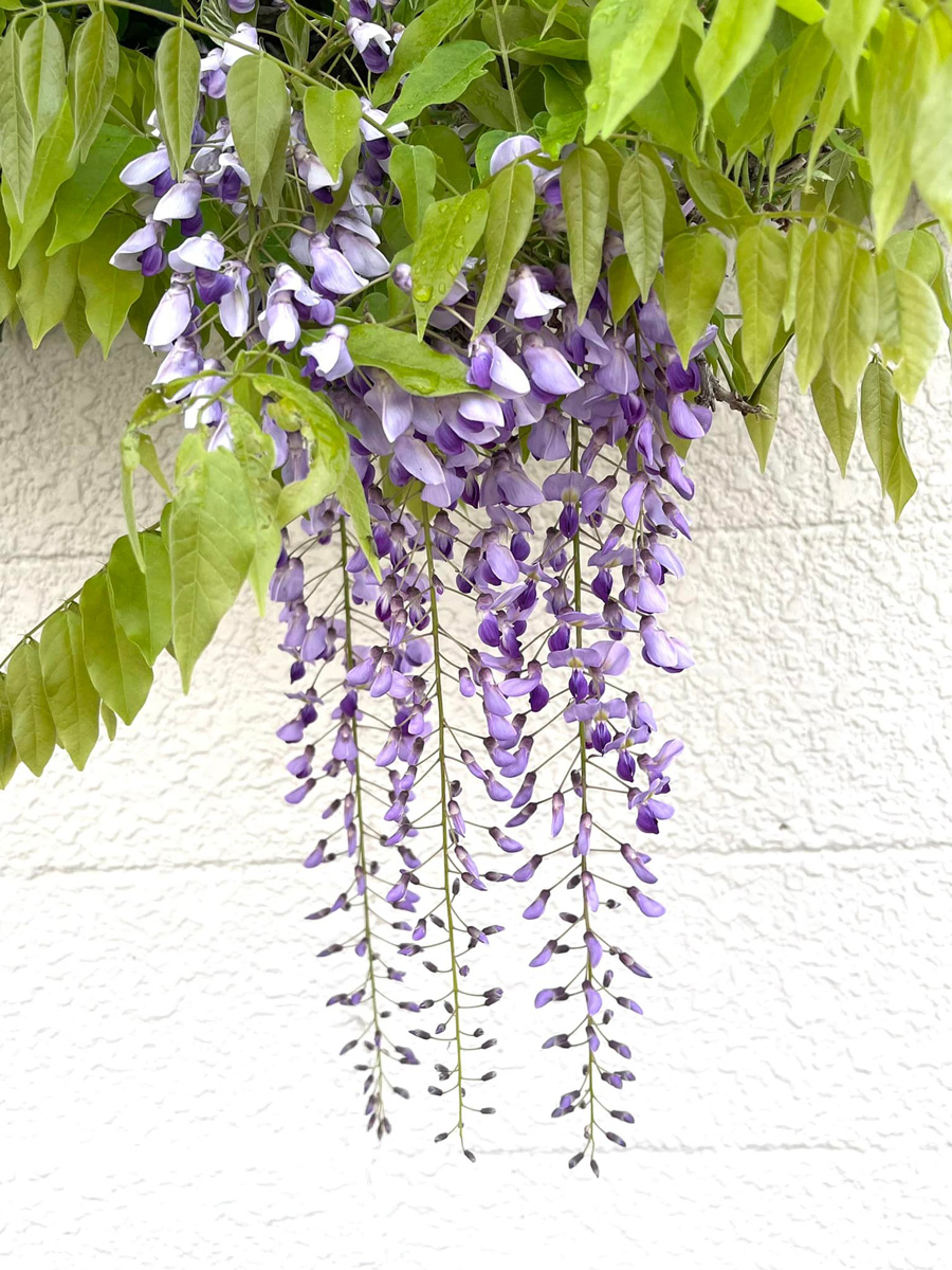 藤の花　４月１４日