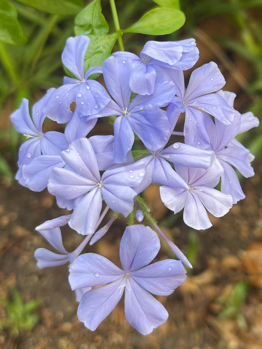 瑠璃まつりと蜻蛉　８月３日