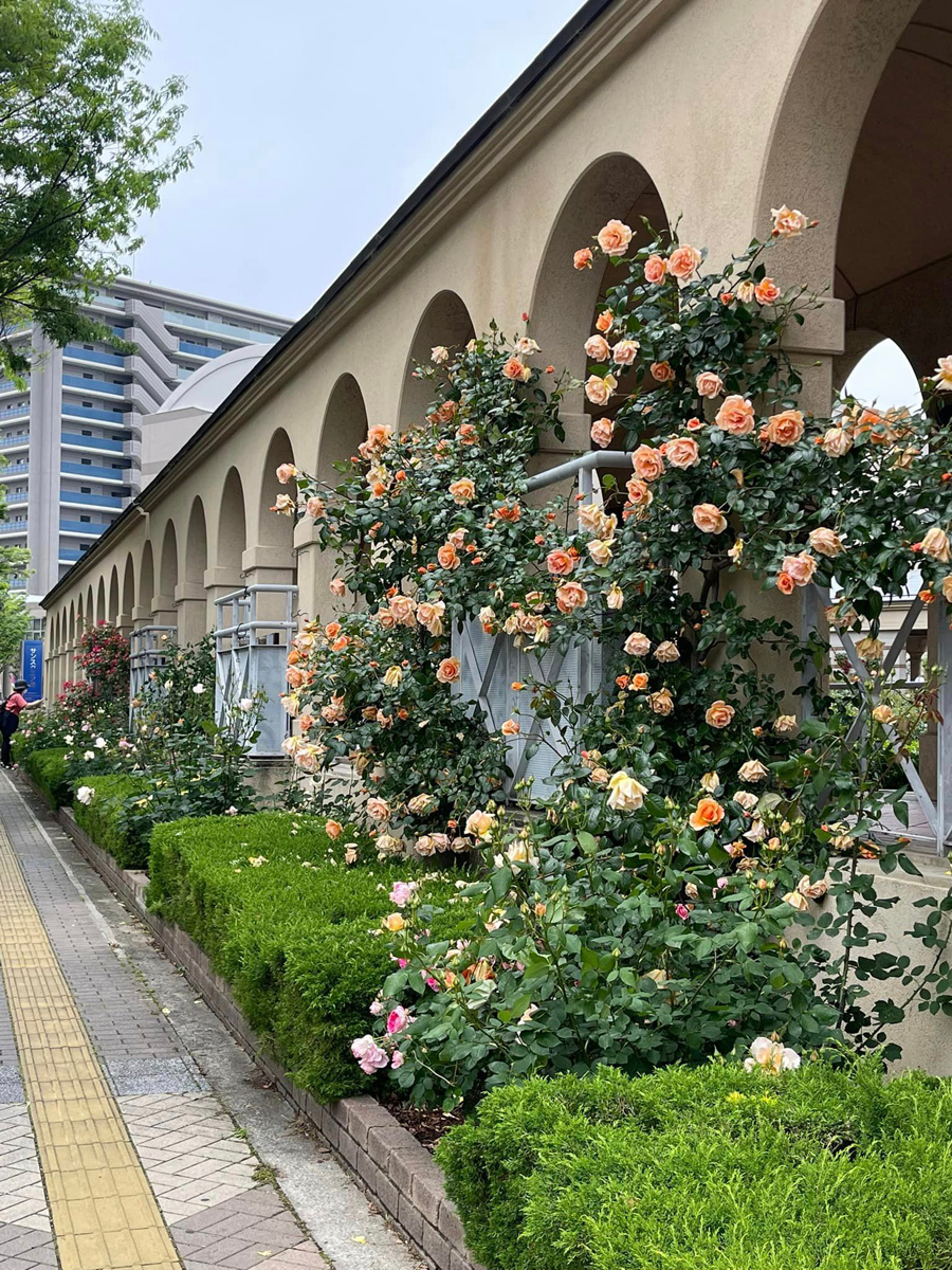 東雲公園　薔薇回廊〜母に逢いたくて〜　５月１日