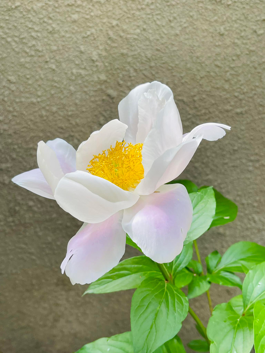 咲いてくれた！　５月４日