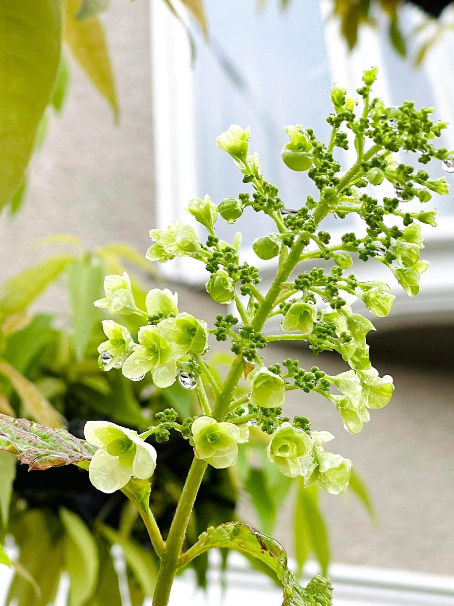 雨と花　５月７日