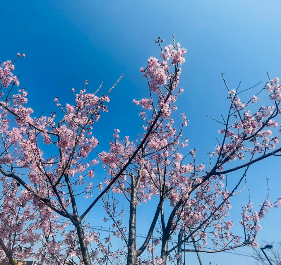 今週は桜！ですね。　３月３１日