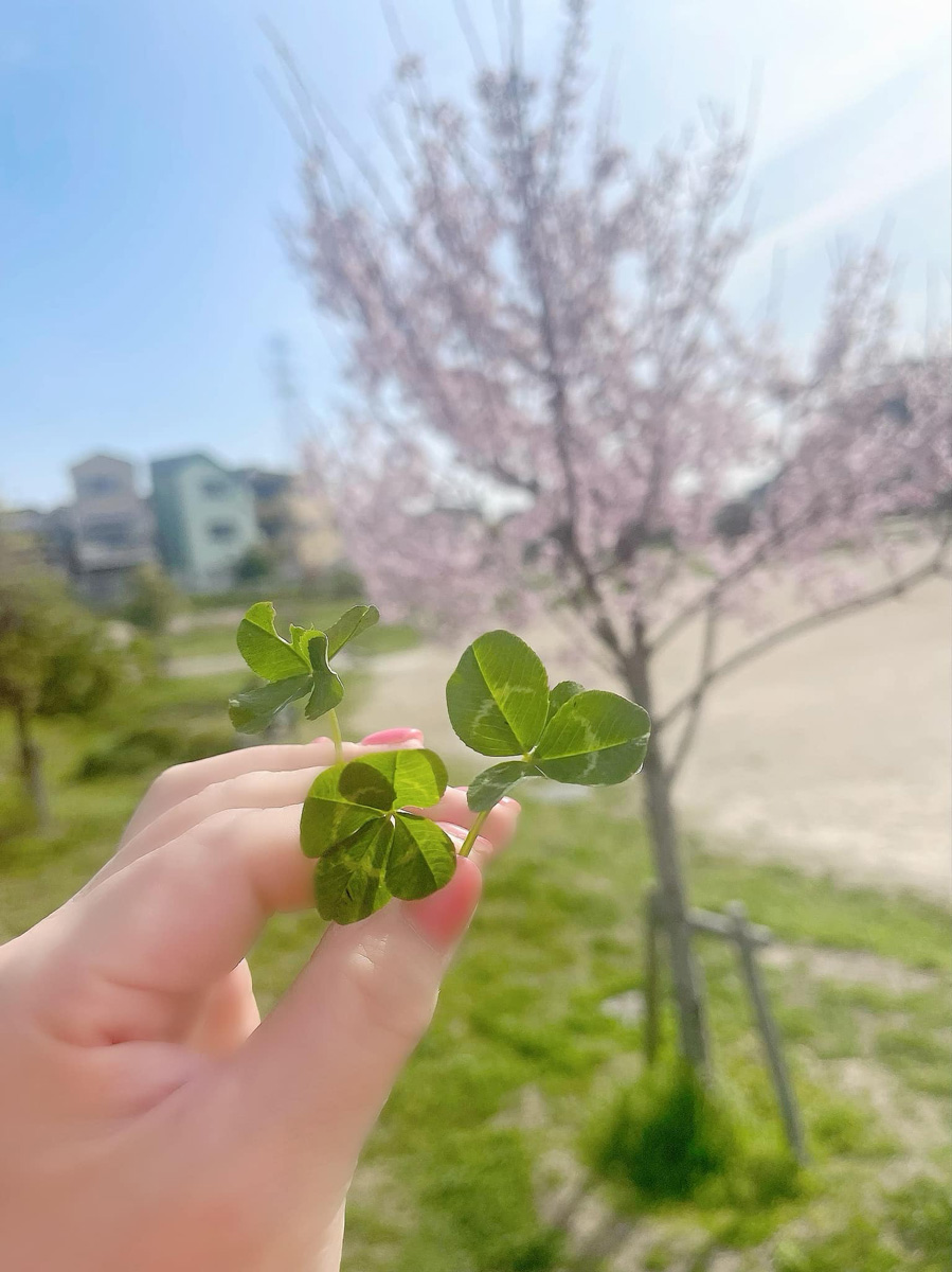 桜と四つ葉　４月２日