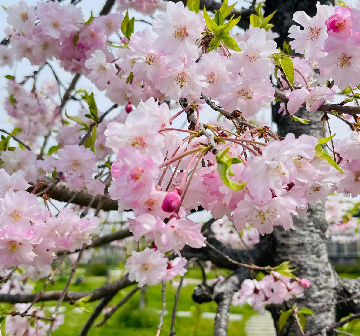 太子町長選挙　４月６日