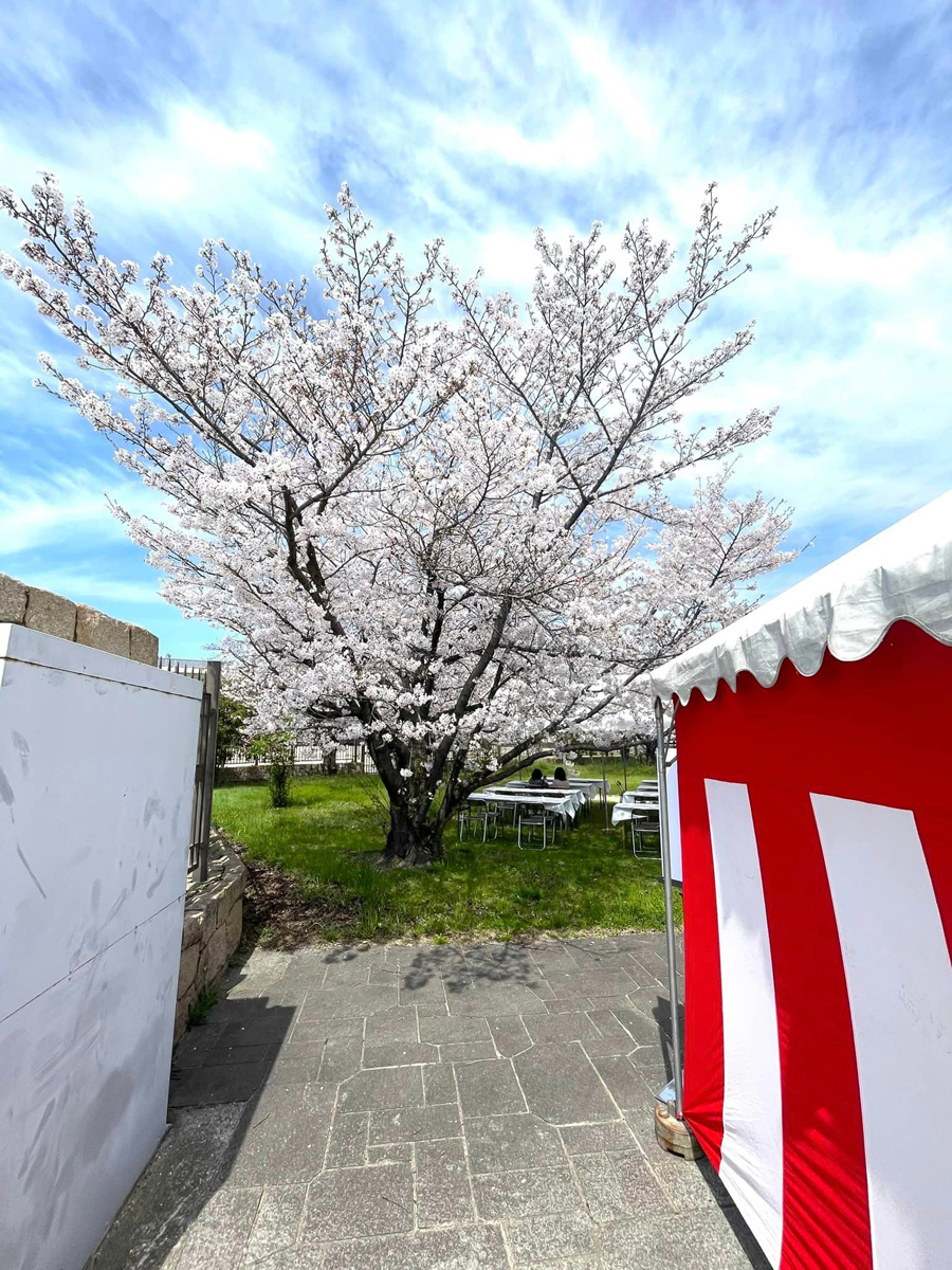 桜満開の下、国際女子相撲！＆合気道！　４月７日