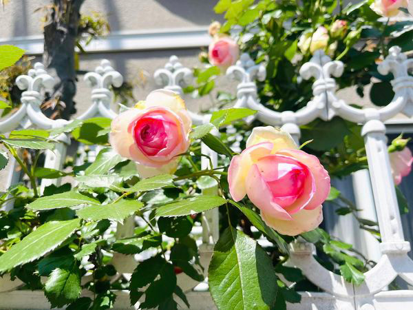 幸せな季節　５月３日