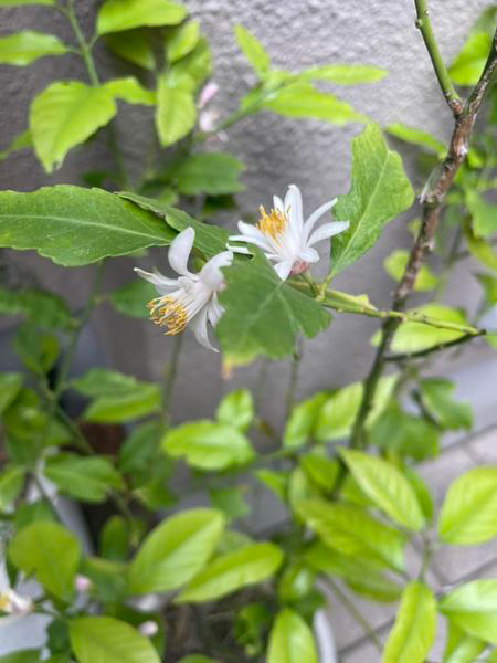 レモンの花　５月６日