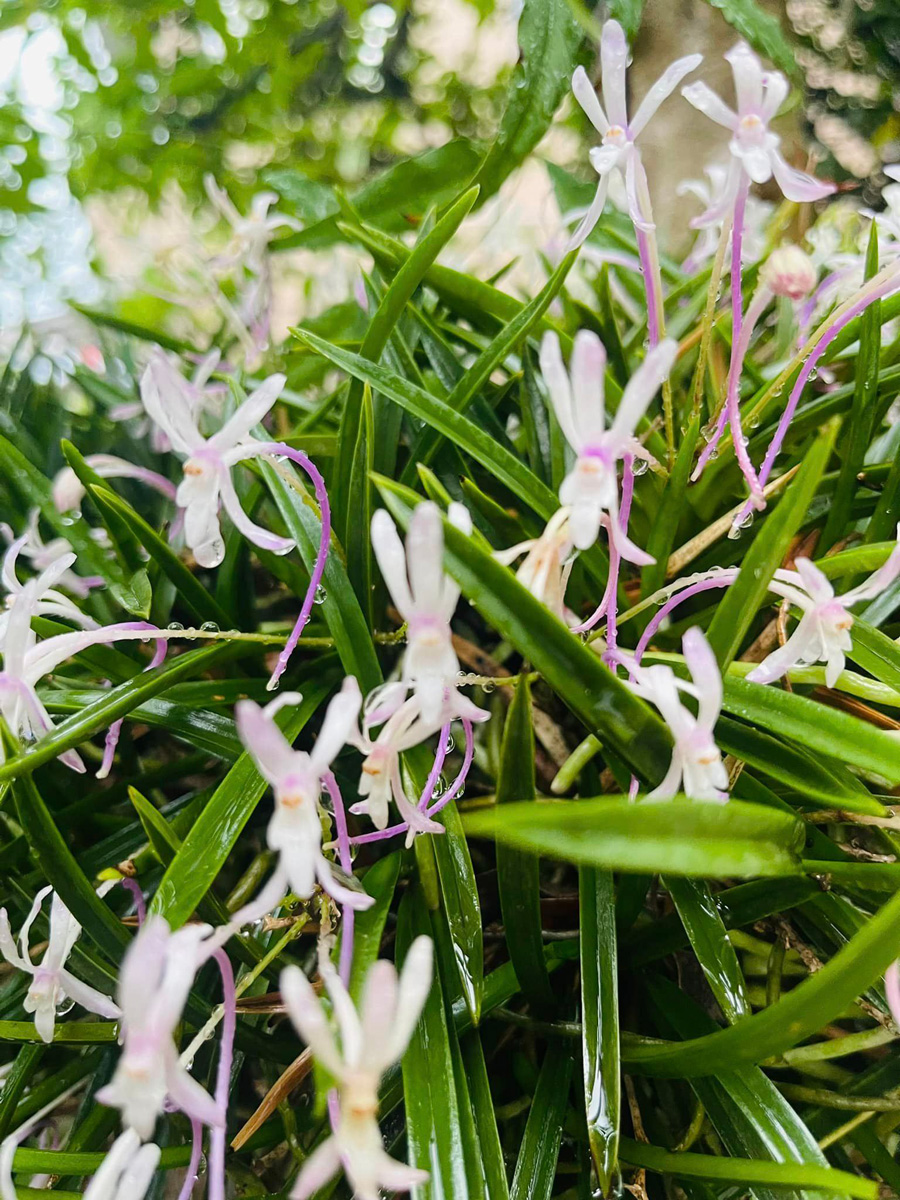 紅風蘭も！　７月１日