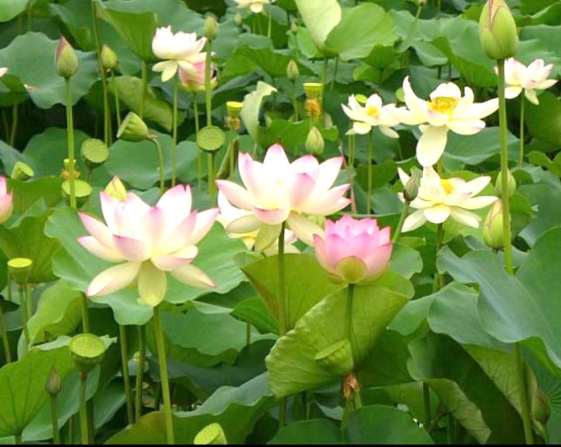 快晴と水蓮と安全　７月６日