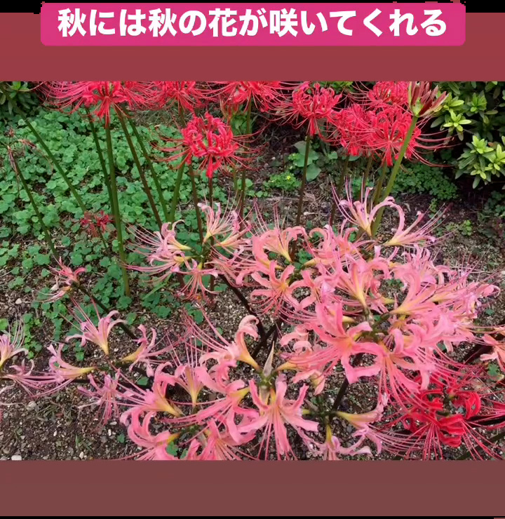 秋の花　１０月８日