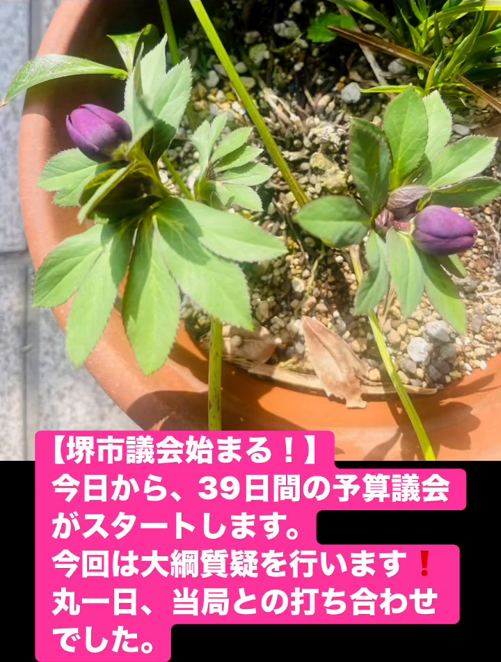 堺市議会始まる！　２月１７日