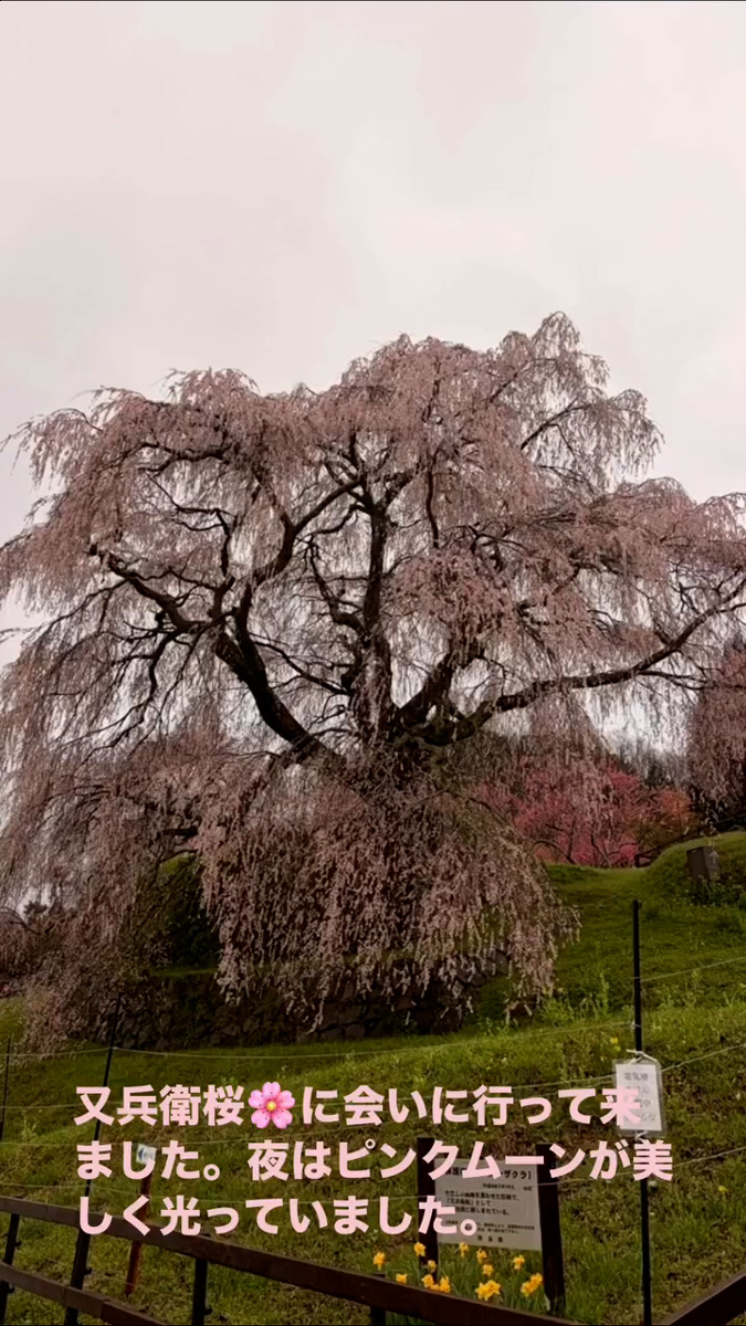 又兵衛桜　４月３日