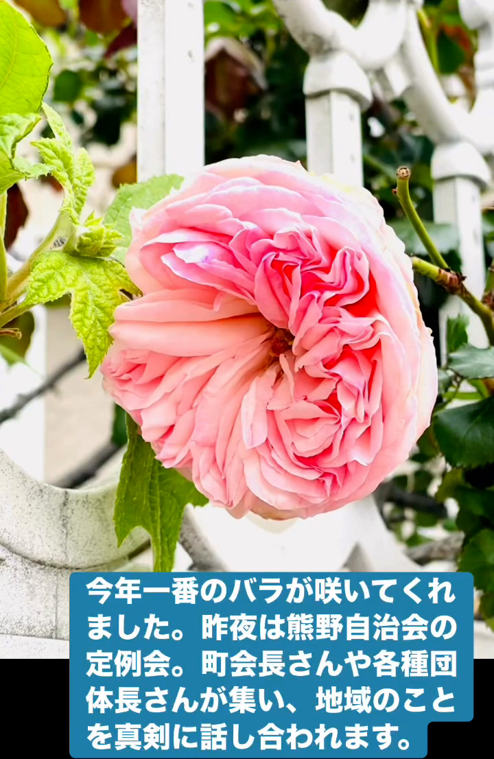 今年一番のバラ　４月１５日